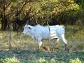 Les vaches d'ici ont vraiment fière allure