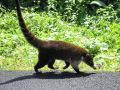 Les coatis sont nombreux au Costa Rica