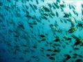 On croisera de nombreux bancs de poissons