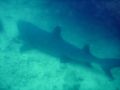 Un requin à pointes blanches, cool !