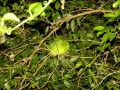 Un toucanet vert faisant la sieste