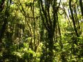 La forêt nuageuse du parc national de Santa Elena