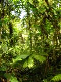 La forêt pluvieuse est le royaume des mousses, lychens et fougères