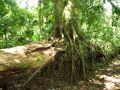 Dans ces forêts denses, les arbres poussent partout où ils le peuvent