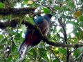 Un quetzal, l'oiseau mythique des Mayas !