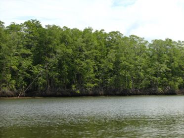 Les mangroves recouvrent les berges