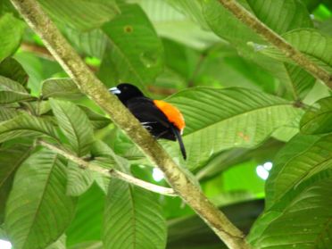 Un bel oiseau color&eacute;
