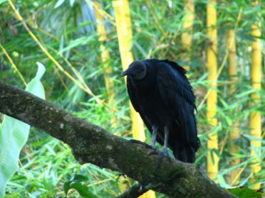 Les vautours guettent