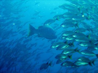 Nous croisons de nombreux bancs de poissons