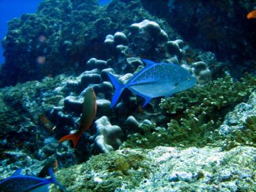 Les conditions de plong&eacute;e sont id&eacute;ales ici