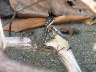 Un lézard montre déjà le bout de son nez...