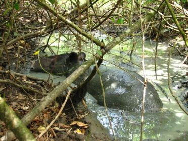 LEs tapirs sont les plus gros mammif&egrave;res vivant dans ces for&ecirc;ts tropicales humides