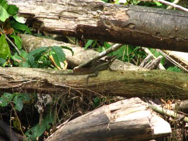 Un l&eacute;zard &agrave; l'allure tr&egrave;s... sp&eacute;ciale