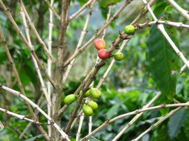 Les grains de caf&eacute; vus de pr&egrave;s !