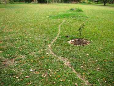 Les chemins trac&eacute;s par les colonies de fourmis g&eacute;antes...