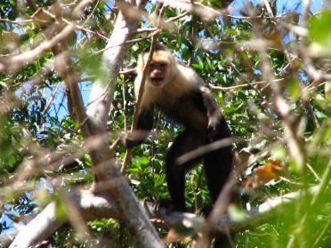 Curieux ces petits singes !