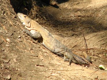 Les forêts sèches de Santa Rosa abritent de nombreux iguanes