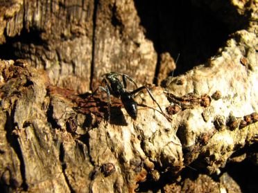 Et pendant que Rebecca prépare l'itinéraire, O'Live observe les (énormes) fourmis du coin