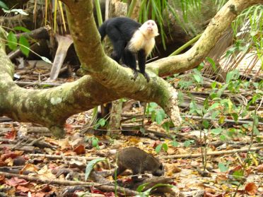 A Manuel Antonio, de nombreux animaux cohabitent, comme ce singe &agrave; t&ecirc;te blanche et ce raton-laveur