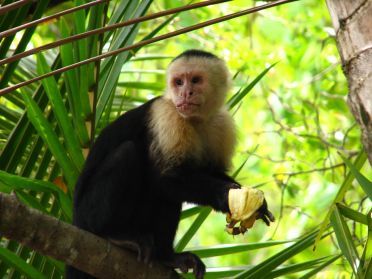 Un joli singe à tête blanche