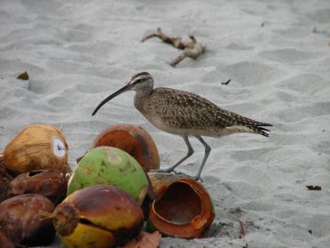 Un oiseau au bec bien adapt&eacute; pour manger les restes de noix de coco
