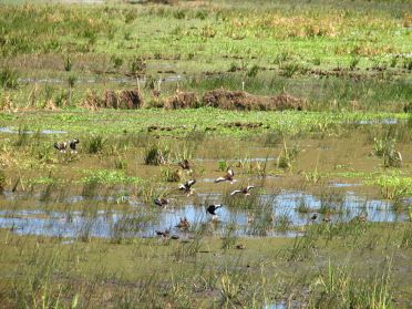 Le parc de Palo Verde attire des ornithologues du monde entier