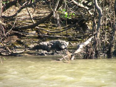 De nombreux crocodiles peuplent &eacute;galement les rives de cette rivi&egrave;re