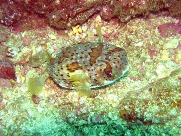 T'&eacute;nerve pas petit poisson porc-&eacute;pic !