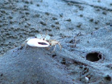 De dr&ocirc;les de petits crabes jouent &agrave; cache-cache dans le sable