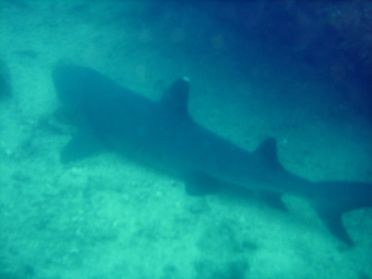 Un requin &agrave; pointes blanches, cool !
