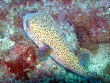 Un poisson porc-&eacute;pic