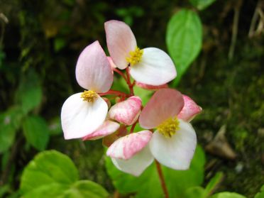 Et puisqu'on est proche de la St Valentin, on vous offre ces petites fleurs en forme de coeurs (c'est-y pas mignon...)