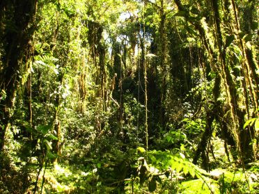 Tr&egrave;s touffue, il y est finalement difficile d'observer des animaux