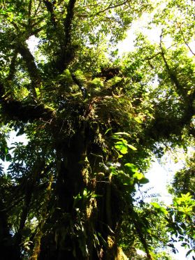 Afin de trouver plus de lumi&egrave;re, de nombreuses plantes poussent &agrave; m&ecirc;me les arbres