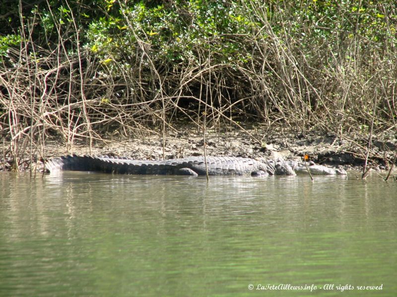 ... ainsi que quelques gros crocodiles !