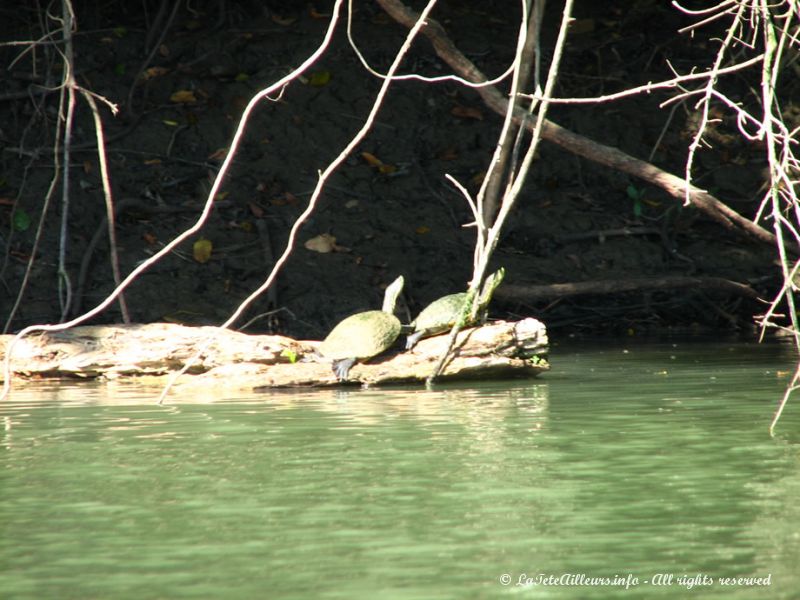 Deux jolies petites tortues de la rivière