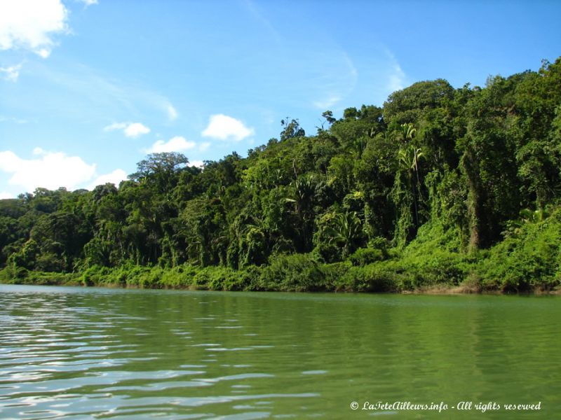 Sur les berges, la jungle se fait de plus en plus touffue