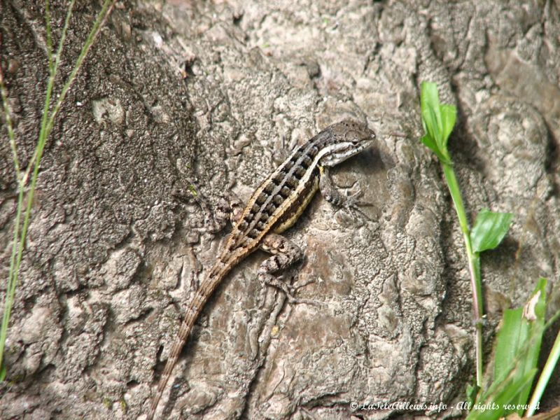 De nombreux lézards vivent dans ces forêts tropicales