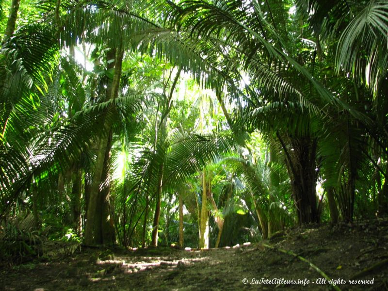 Les ruines d'El Ceibal sont enfouies dans la jungle