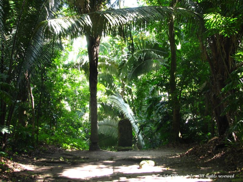 De nombreux temples et stèles du site sont encore enfouis dans la jungle