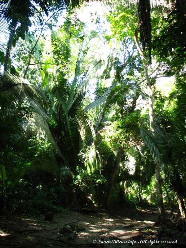 On vient ici presque plus pour la jungle que pour les ruines !