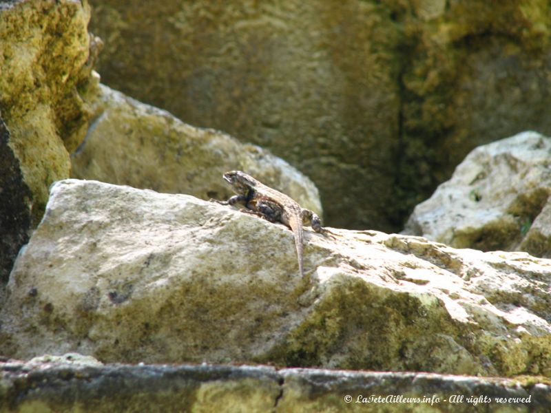 Un joli ''petit'' lézard