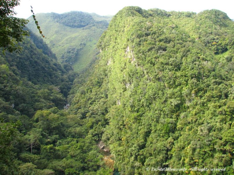 Elles sont perdues en pleine jungle !