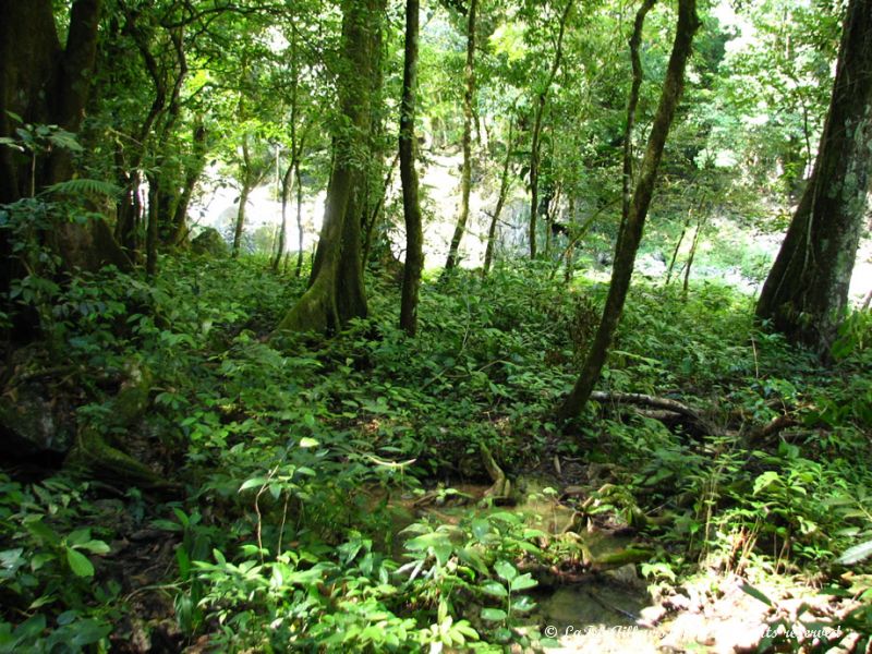 La rivière s'écoule paisiblement dans la jungle en amont des chutes