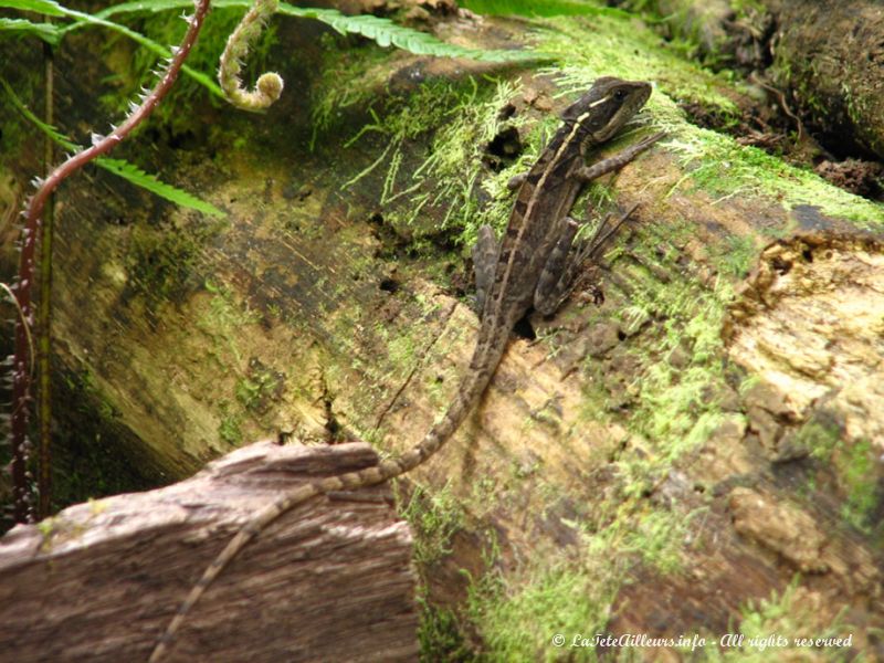 Les lézards ont de très longues queues