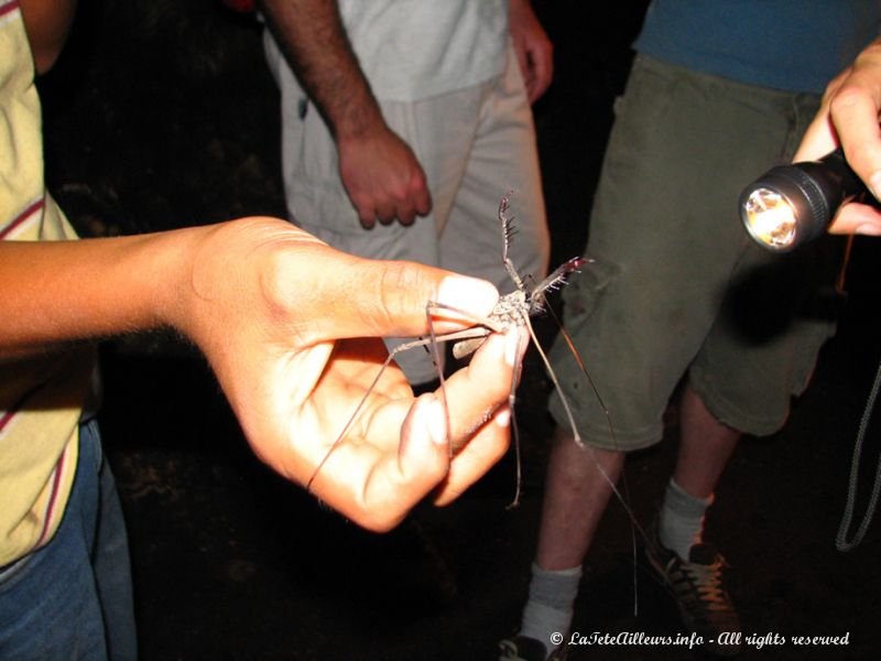 Une "petite"araignée bien velue...