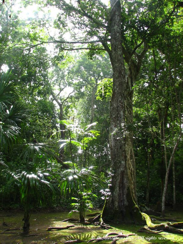 Le site de Tikal est enfoui sous la jungle