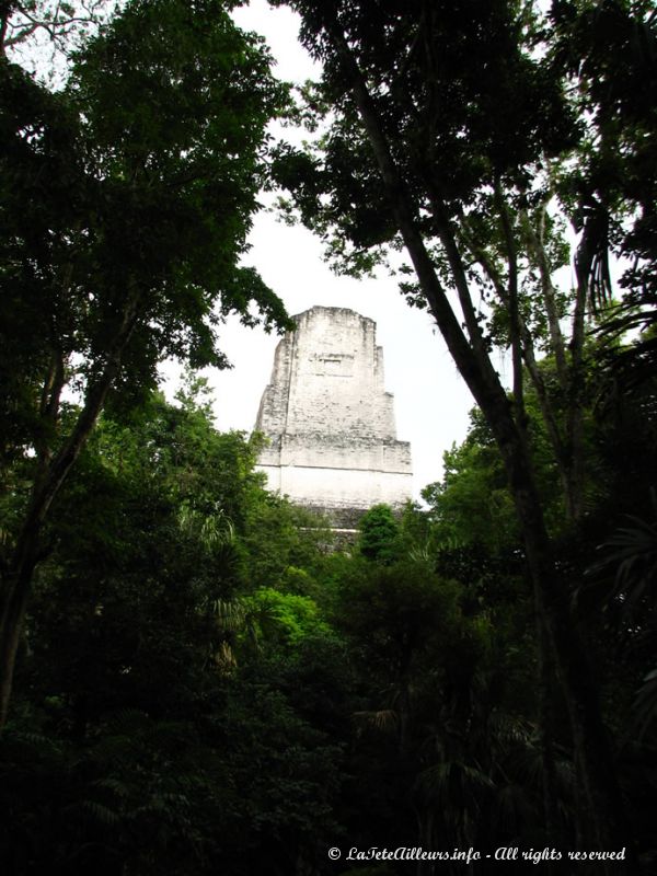 Le temple IV émerge de la jungle