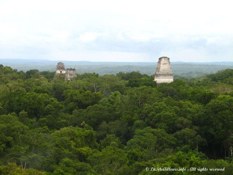 Depuis le sommet du temple IV, seuls les sommets des pyramides émergent de la jungle