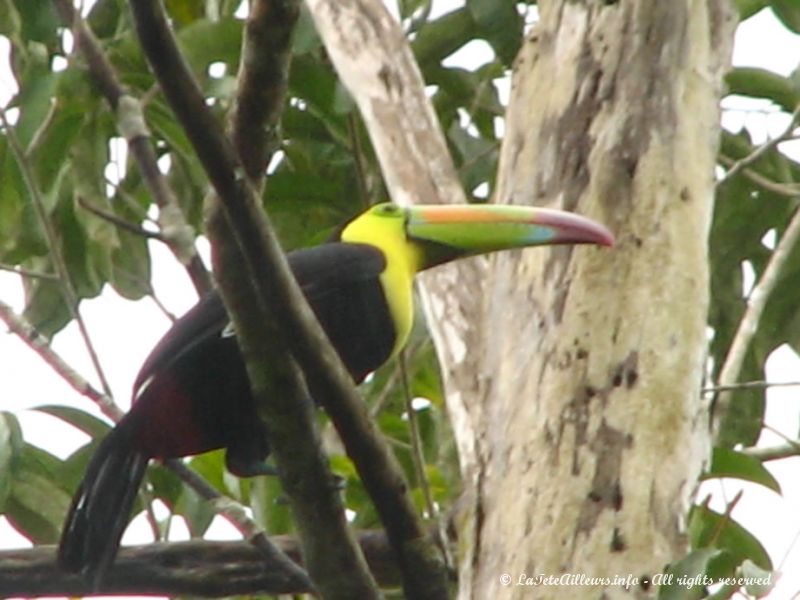 Mauvaise photo, mais joli toucan !